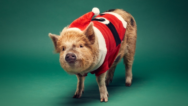 Piggy Pet and Play at Kew Little Pigs for Two picture