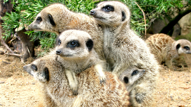Meerkat Close Encounter Experience at Drusillas Park Zoo for Two