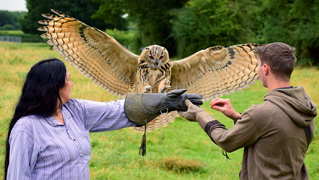 Three Hour Birds of Prey Flying Experience for Two with Mercer Falconry