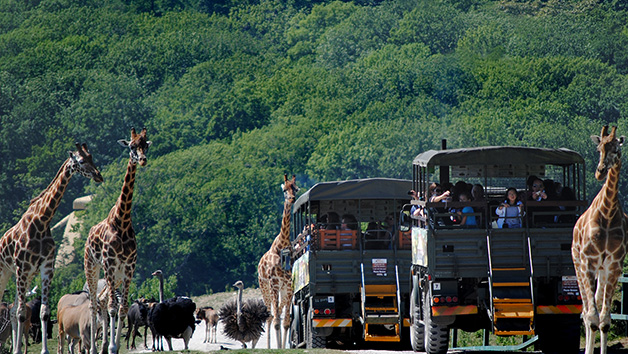 A Visit to Port Lympne Reserve, Truck Safari and Afternoon Tea for Two