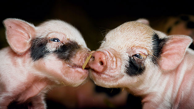 Pig Enthusiast Experience at Kew Little Pigs for Two Pig Enthusiast Experience at Kew Little Pigs for Two