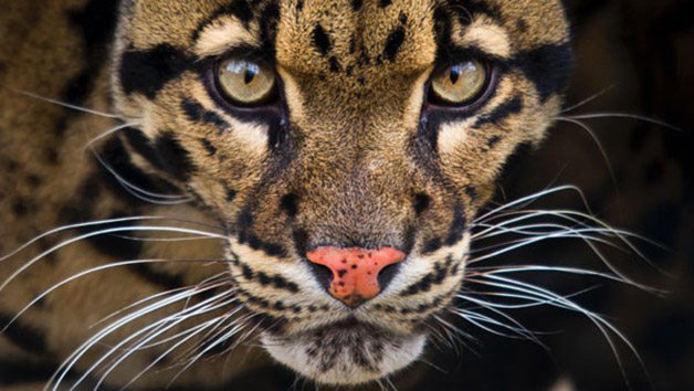 Weekday Big Cat Encounter at The Big Cat Sanctuary