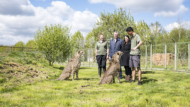 Weekend Big Cat Ranger for a Day at The Big Cat Sanctuary