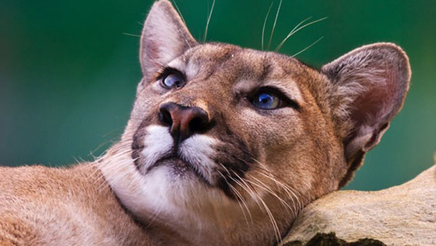 Weekday Ranger for a Day at The Big Cat Sanctuary