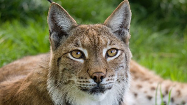 Weekend Big Cat Encounter at The Big Cat Sanctuary