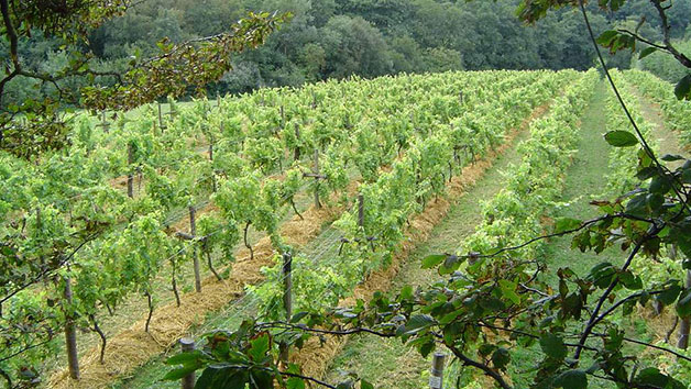 Organic Deluxe Vineyard Tour and Tasting for Two at Sedlescombe in East Sussex