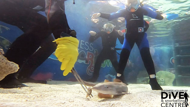 Family Snorkelling Experience and Entry at Skegness Aquarium