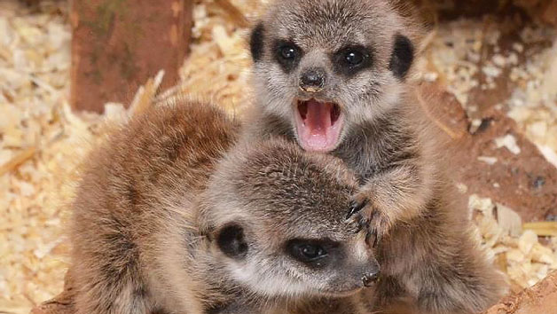 Meerkat Encounter at The Animal Experience for Two Adults and Two Children – Weekdays