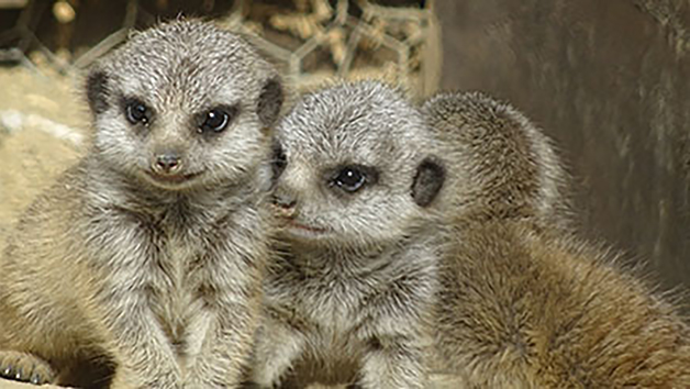 Meerkat Encounter for Two in Lincolnshire