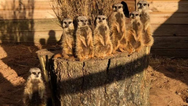 Entry to Exotic Zoo with a 30 Minute Meerkat Experience for Two