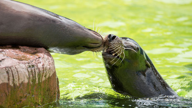 Entry to Welsh Mountain Zoo and California Sea Lion Experience for Two