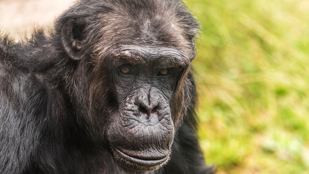 Entry to Welsh Mountain Zoo and Primate Experience for Two