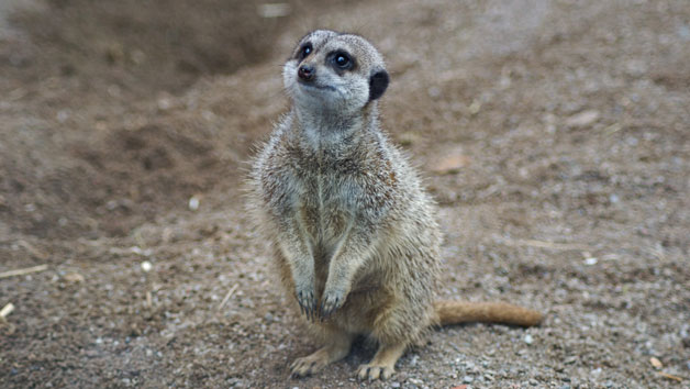 Entry to Welsh Mountain Zoo and Meerkat Experience for Two