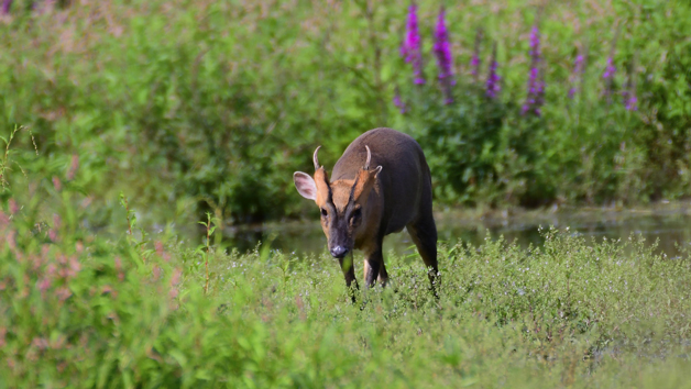 A Private Wildlife Walk with The Bird Whisperer for Two