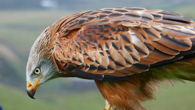 Birds of Prey Encounter at SMJ Falconry for Two