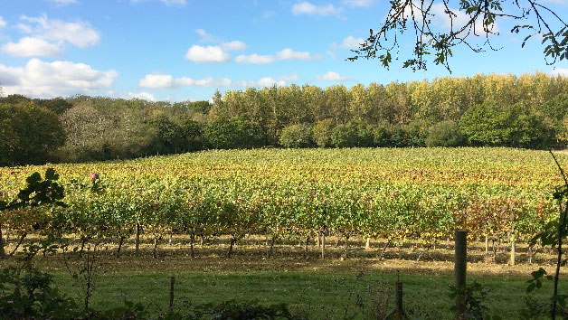 English Vineyard Tour and Tasting for Two