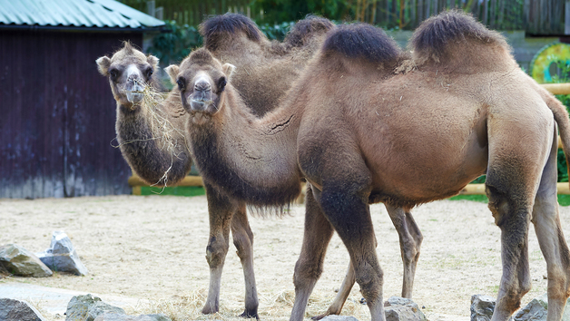 Camel Close Encounter Experience for One at Drusillas Park Zoo