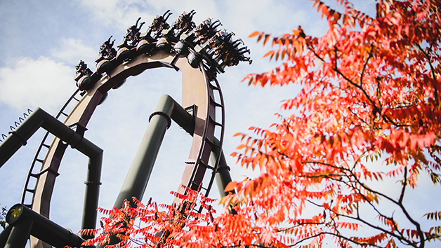 One Merlin Thrilling Theme Park Ticket picture