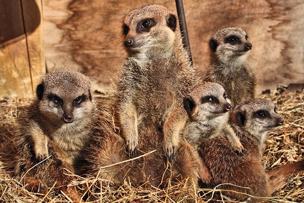 Meet the Meerkats at Knockhatch Adventure Park for Two | Red Letter Days