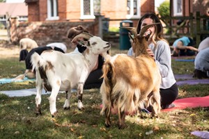 Goat Yoga Class for Two with DMYoga picture