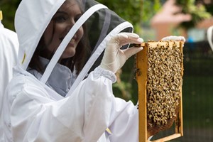 London Beekeeping and Beer Tasting Experience for Two picture