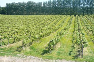 Vineyard Tour and Wine Tasting for Two with Lunch picture