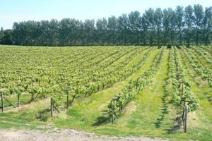 Vineyard Tour and Wine Tasting for Two picture