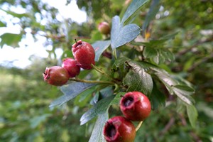 Foraging Walk for One  picture
