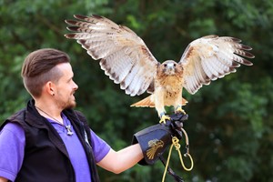 One-Hour Birds of Prey Flying Display for Two at Hobbledown Heath Hounslow picture
