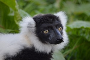 Meet the Lemurs Experience for Two at Hobbledown Epsom picture