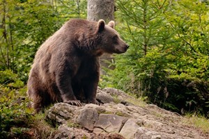 Bear Tracking Adventure in Romania for Four Nights picture