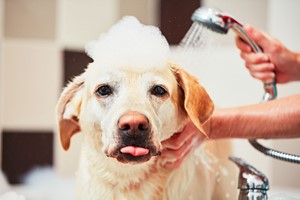 Dog Grooming Diploma Online Course for One picture
