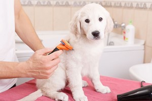 Four Online Complete Animal Care Courses for One  picture