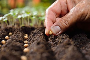 Online Peer Royal Horticultural Society Level 2 Plant Nutrition and Roots Course for One picture