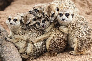 Meeting the Meerkats for Two, Oxfordshire picture