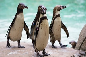Entry to London Zoo for One Adult picture