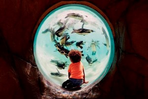 Entry to London Zoo for One Child picture