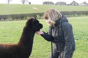 Meet the Baby Alpacas Experience at Charnwood Forest for Two picture