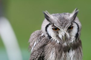Birds of Prey Experience in the West Midlands for One picture
