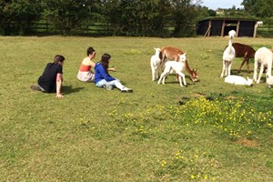 Lucky Tails Alpaca Farm Entry with Alpaca Walk for Two Adults and Two Children Image 3