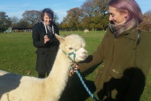 Lucky Tails Alpaca Farm Entry with Alpaca Walk for Two Adults and Two Children Image 4