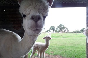 Lucky Tails Alpaca Farm Entry with Alpaca Walk for Two Adults and Two Children Image 2