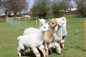 Lucky Tails Alpaca Farm Entry with Alpaca Walk for Two Adults and Two Children picture