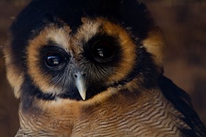 Owl Encounter for Two People at Millets Farm Falconry Centre, Oxfordshire picture