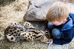 2 for 1 Carnivore Combo Experience at Hoo Zoo & Dinosaur World for Two Image 3