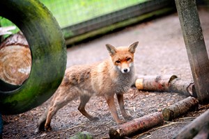 2 for 1 Carnivore Combo Experience at Hoo Zoo & Dinosaur World for Two Image 2