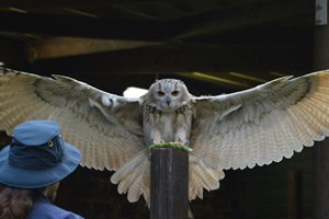 Scottish Owl Centre Entry for Two Adults and Two Children picture