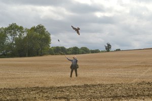 Full Day Falconry Experience for One at The Falconry School in Gloucestershire picture