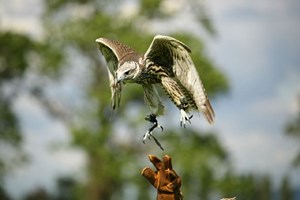 An Afternoon Falconry Experience at The Falconry School in Gloucestershire for One picture