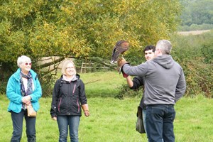 An Afternoon Falconry Experience for One at The Falconry School in Gloucestershire picture